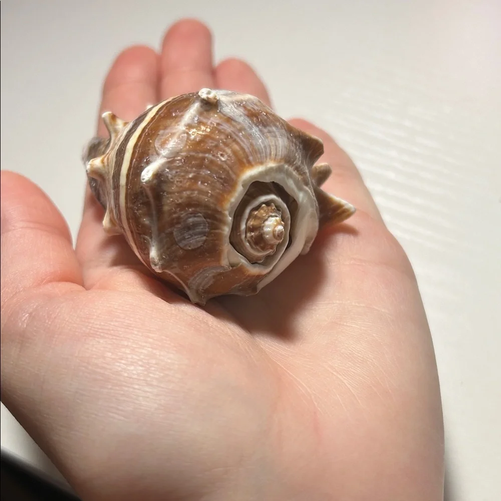 Natural Seashell Collection for Small Pets